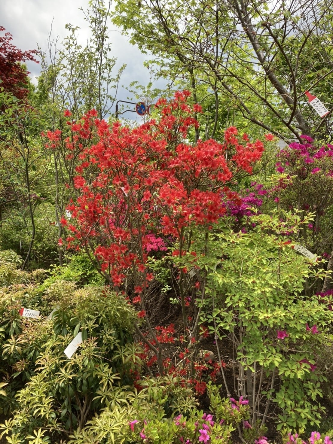 樹木販売（常緑低木）｜富士五湖周辺の造園 西村造園